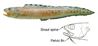 Lepophidium pheromystax, Blackedge cusk-eel: