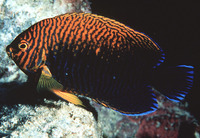 Centropyge potteri, Russet angelfish: aquarium