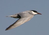 Chlidonias hybrida - Whiskered Tern