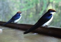 Hirundo smithii - Wire-tailed Swallow