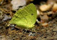 Image of: Lepidoptera (butterflies, butterflies and moths, and moths)