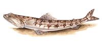 Image of: Saurida gracilis (slender lizardfish)