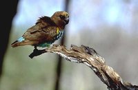 Meyer's Parrot - Poicephalus meyeri