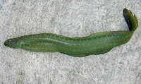 Carpet Eel-Blenny (Congrogadus subducens)