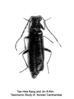 Rhagonycha coreana - 우리산병대벌레