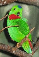 Green-fronted Hanging-parrot, Loriculus tener