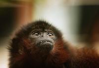 A Red Titi monkey sits in a tree in London Zoo's new exhibit 'The Clore Rainforest Lookout' open...