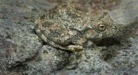 : Hyla arenicolor; Canyon Treefrog