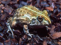 : Pyxicephalus adspersus; African Bullfrog