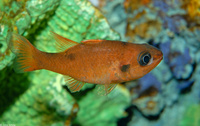 : Apogon maculates; Flamefish