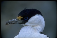 : Phalacrocorax bransfieldensis; Antarctic Blue Eyed Cormorant