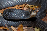 : Coluber constrictor constrictor; Northern Black Racer