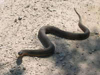 : Nerodia erthrogaster; Red-bellied Water Snake