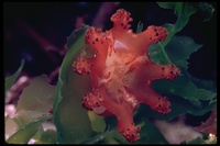 : Haliclystus sp.; Stalked Scyphozoan