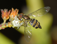 : Toxomerus occidentalis; Syrphid Fly