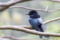 Hair-Crested Drongo 髮冠卷尾