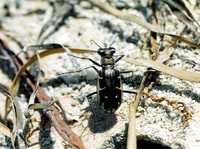 Cephalota tibialis