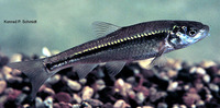 Hybognathus hankinsoni, Brassy minnow: bait