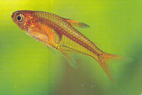 Hyphessobrycon amandae, Ember tetra: aquarium