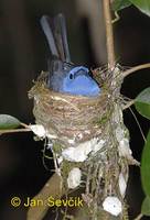 Eumyias sordida - Dull-blue Flycatcher