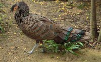 Malayan Peacock-Pheasant - Polyplectron malacense
