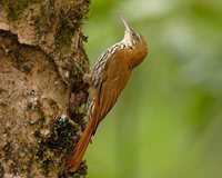 Scaled Woodcreeper - Lepidocolaptes squamatus