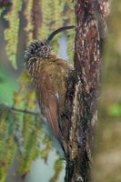 Black-billed Scythebill - Campylorhamphus falcularius