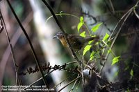 Gray-throated Babbler - Stachyris nigriceps