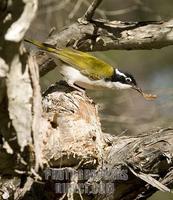 Australian native bird , white throated honeyeater , Melithreptus albogularis , collecting bark ...