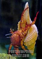 Hermit Crab in Shell stock photo