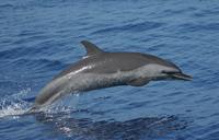 Spotted dolphin (c) D.L. Webster