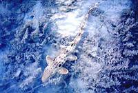 Epaulette Shark - Hemiscyllium ocellatum