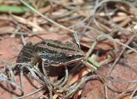 : Pseudacris nigrita; Florida Chorus Frog