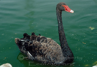 : Cygnus atratus; Black Swan
