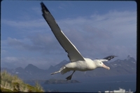 : Diomedea exulans; Wandering Albatross