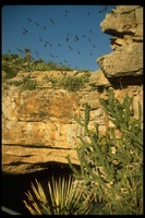 : flying out of cave ; Bats, Bat