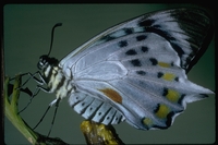 : Papilio laglaizei; Swallowtail