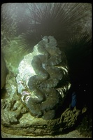 : Tridacna sp.; Giant Clam