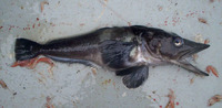 Pseudochaenichthys georgianus, South Georgia icefish: fisheries