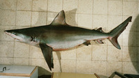 Carcharhinus obscurus, Dusky shark: fisheries, gamefish