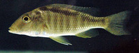 Taeniolethrinops furcicauda, : aquarium