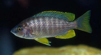 Mchenga flavimanus, : fisheries, aquarium