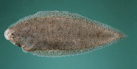 Cynoglossus puncticeps, Speckled tonguesole: fisheries
