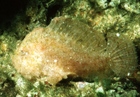 Antennarius randalli, Randall's frogfish: