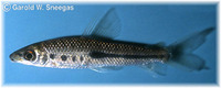 Leporinus nigrotaeniatus, Halfline leporinus: aquarium