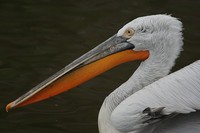 Pelecanus crispus - Dalmatian Pelican