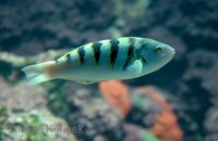 Thalassoma hardwicke - Parrotfish
