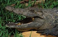 Image of: Crocodylus novaeguineae (New Guinea crocodile)