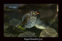 Regent Bowerbird