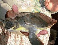 Flatback Sea Turtle - Natator depressus